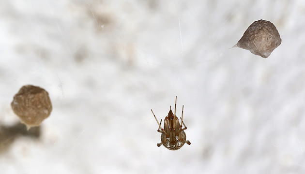 Parasteatoda tepidariorum mit Kokons