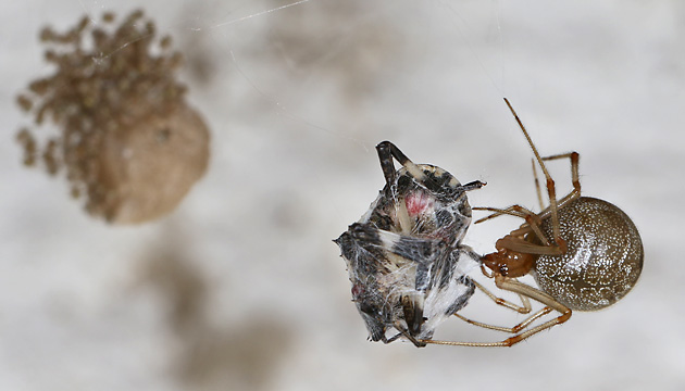 Parasteatoda tepidariorum mit Beute