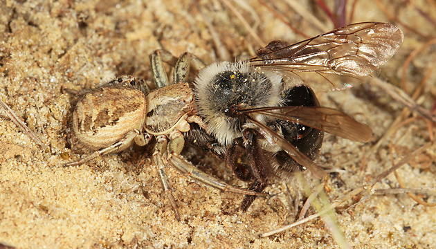 Xysticus cristatus mit Andrena vaga