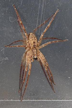 Zoropsis spinimana