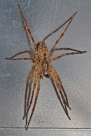 Zoropsis spinimana