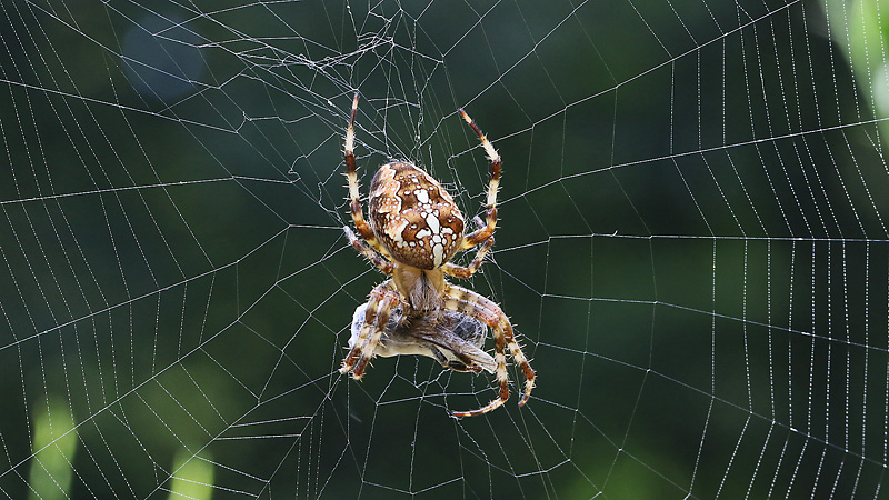 Araneus-Radnetz