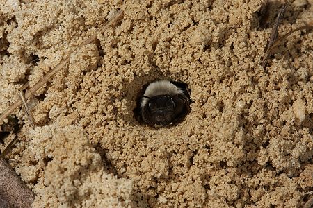 5. EOS-40D-Foto: Sandbiene Andrena vaga 5
