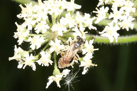 18. EOS-40D-Foto: Sanbiene Andrena chrysosceles 2