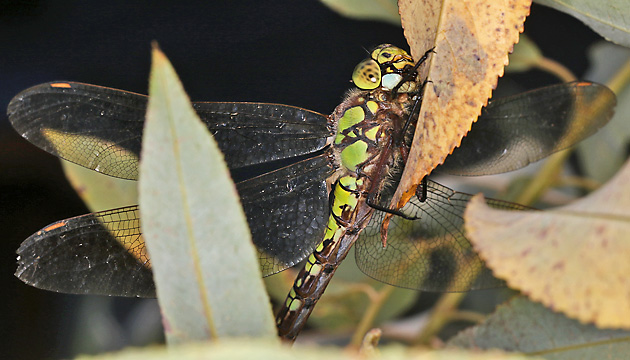 Aeshna cyanea