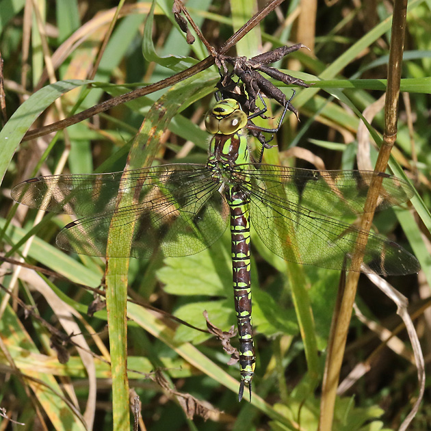 Aeshna cyanea
