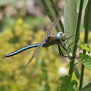 Anax imperator