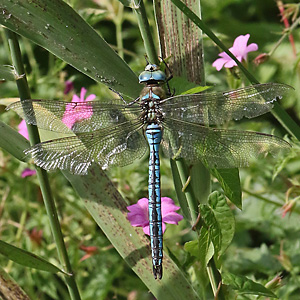 Anax imperator
