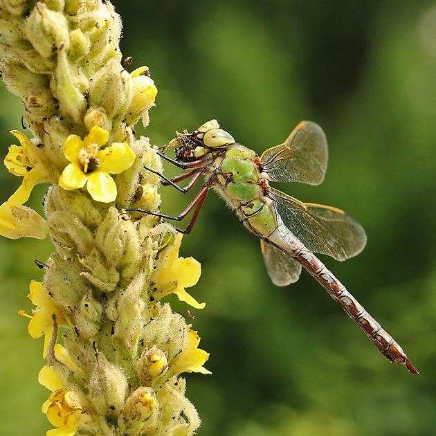 Anax imperator