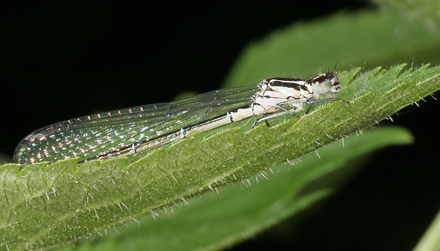 Coenagrion puella