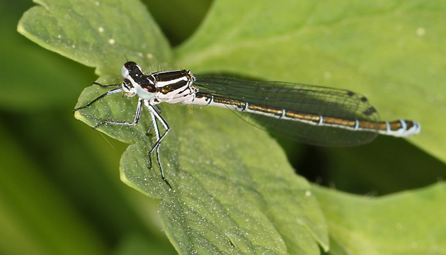 Coenagrion puella