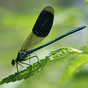 Calopteryx splendens