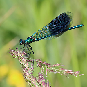 Calopteryx splendens