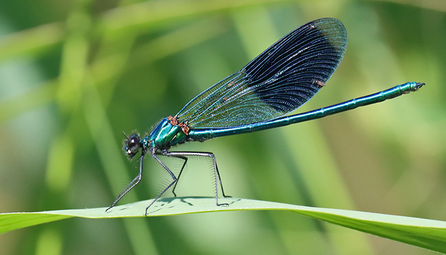 Calopteryx splendens