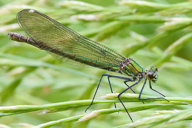 Calopteryx splendens