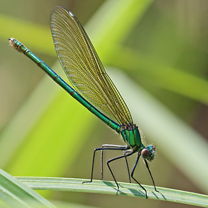 Calopteryx splendens