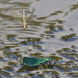 Calopteryx splendens