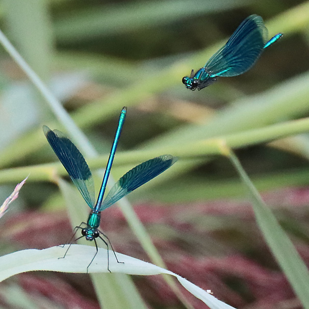 Calopteryx splendens