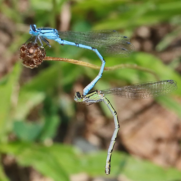 Enallagma cyathigerum MW