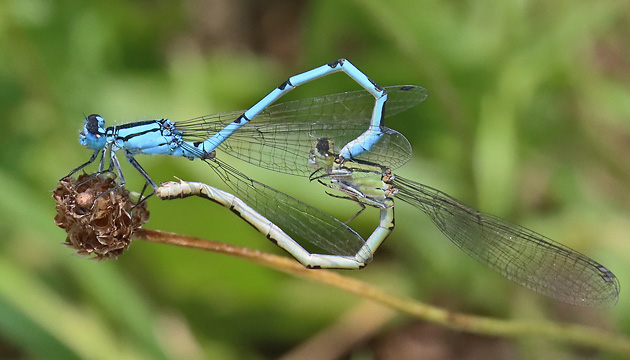 Enallagma cyathigerum MW