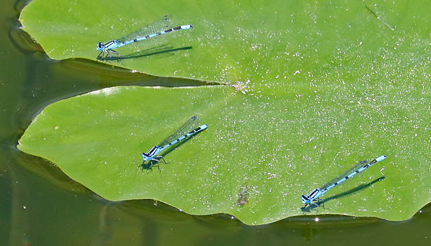 Enallagma cyathigerum MMM