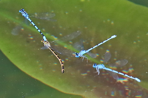 Enallagma cyathigerum