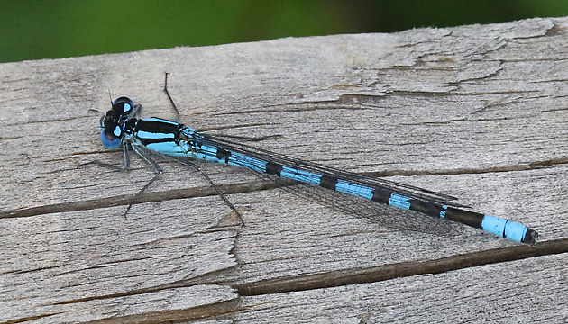 Enallagma cyathigerum M