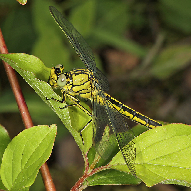 Gomphus pulchellus