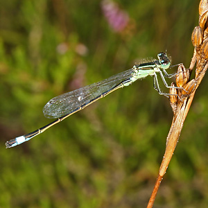 Pyrrhosoma nymphulae