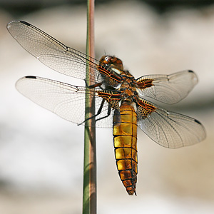 Libellula depressa