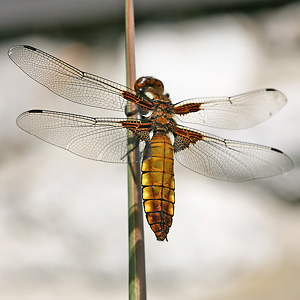 Libellula depressa