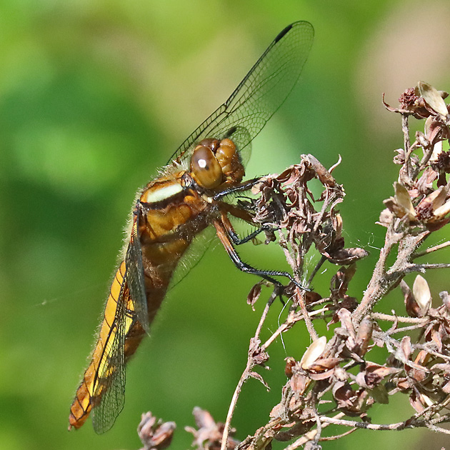 Libellula depressa