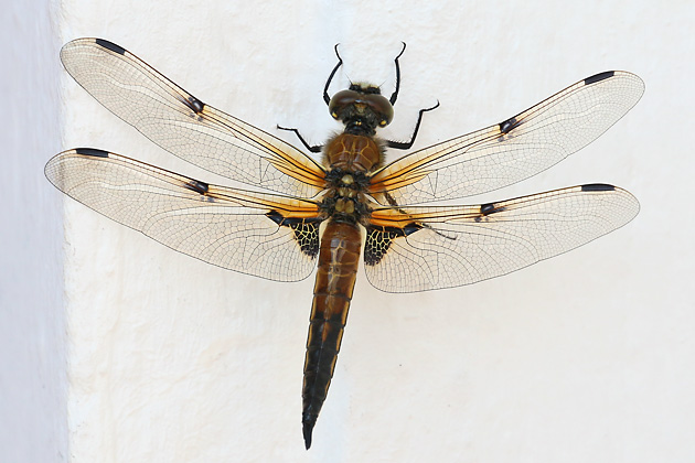 Libellula quadrimaculata