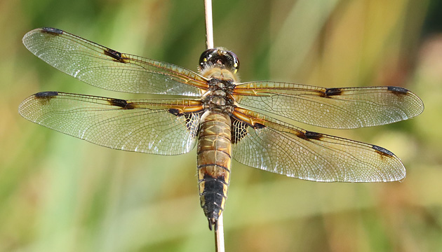 Libellula quadrimaculata