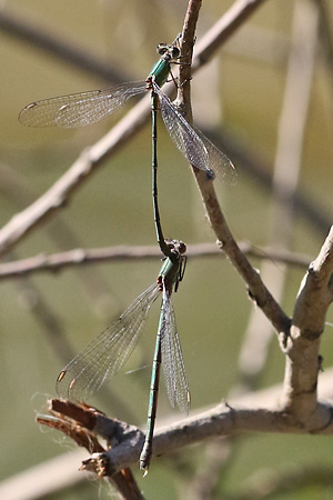 Chalcolestes/Lestes viridis