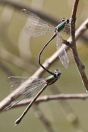 Chalcolestes/Lestes viridis