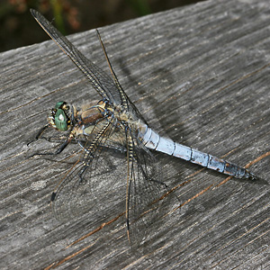 Orthetrum cancellatum