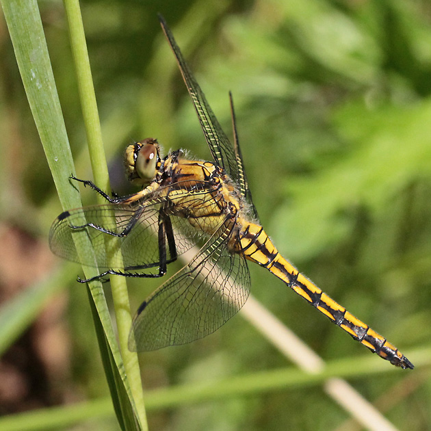 Orthetrum cancellatum