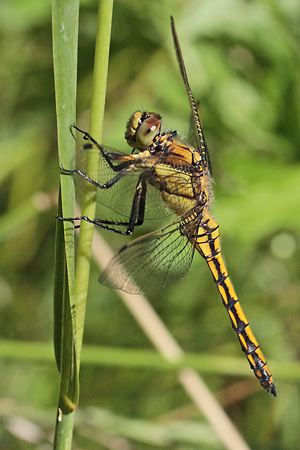 Orthetrum cancellatum