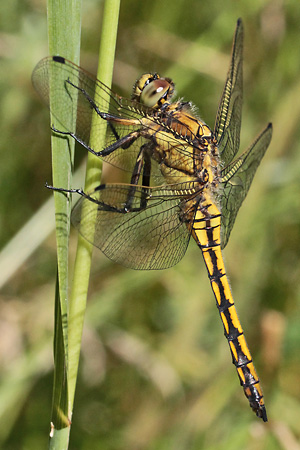 Orthetrum cancellatum