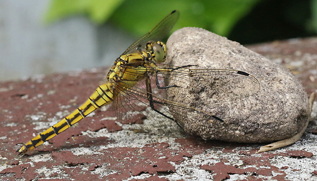 Orthetrum cancellatum