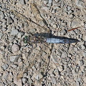 Orthetrum cancellatum