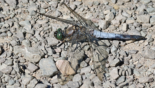 Orthetrum cancellatum