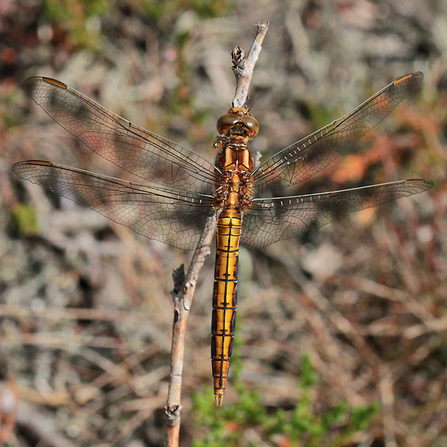 Orthetrum coerulescens
