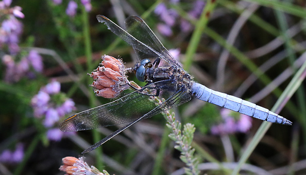 Orthetrum coerulescens