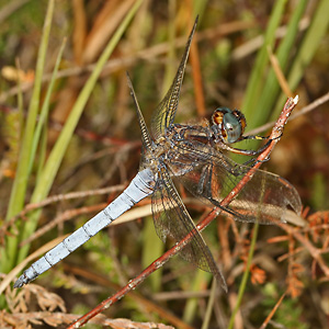 Orthetrum coerulescens