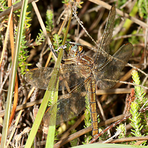 Orthetrum coerulescens