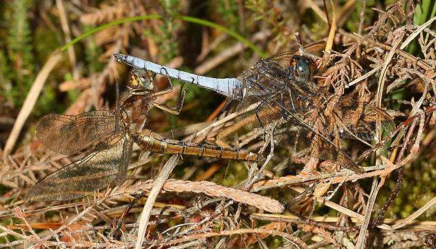 Orthetrum coerulescens