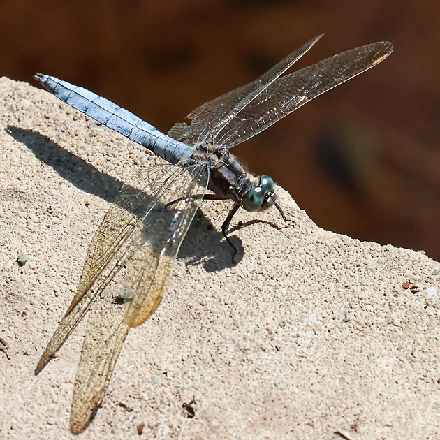 Orthetrum coerulescens
