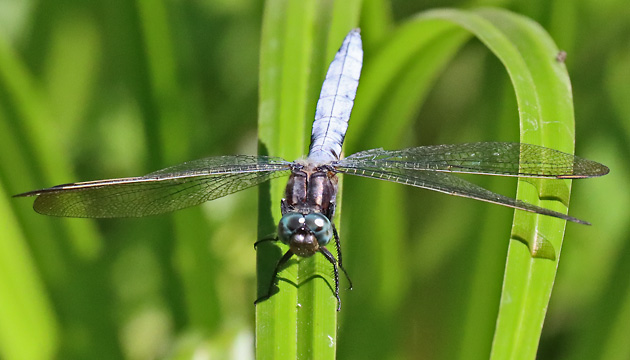 Orthetrum coerulescens